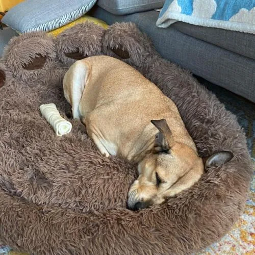 An adult large-sized female Yellow / Tan / Blond / Fawn Labrador Retriever dog named Rose for adoption in Washington DC, DC