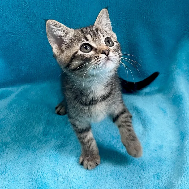 A baby medium-sized female Tabby (Brown / Chocolate) Tabby cat named Lena for adoption in Greensboro, NC
