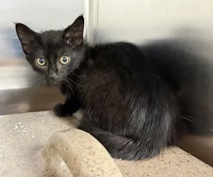 A baby small-sized male Domestic Short Hair cat named Maple for adoption in Daytona Beach, FL