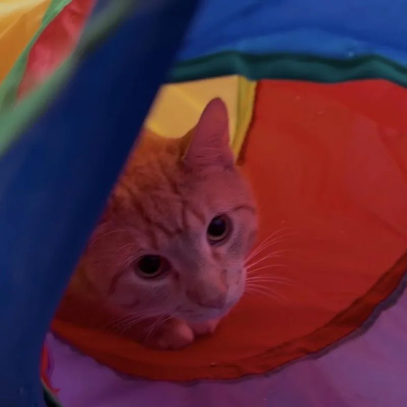 An adult large-sized male Orange / Red Domestic Short Hair cat named Titus for adoption in Oak Park, IL