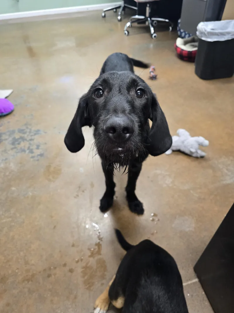 A young large-sized male Black Goldendoodle dog named Pistol Pete for adoption in Boonville, MO