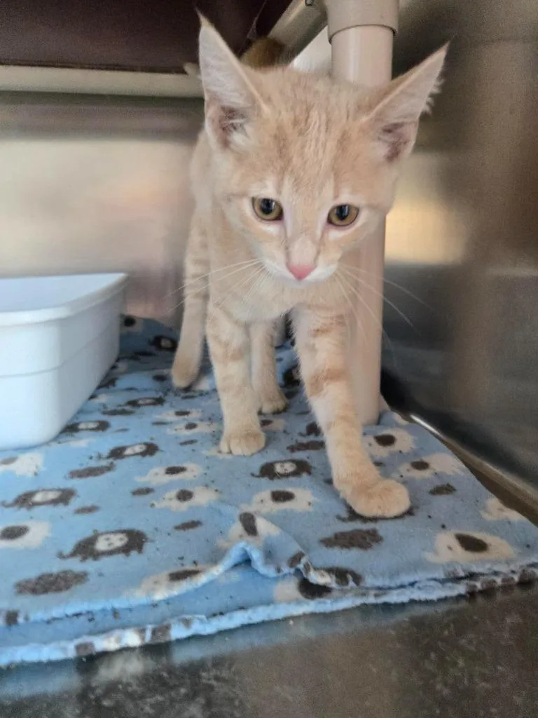 A baby small-sized male Domestic Short Hair cat named Oscar for adoption in Black River Falls, WI