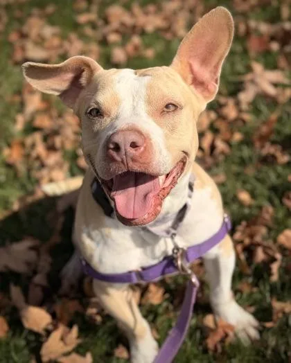 An adult medium-sized female Mixed Breed dog named Elle Jo for adoption in Batavia, OH