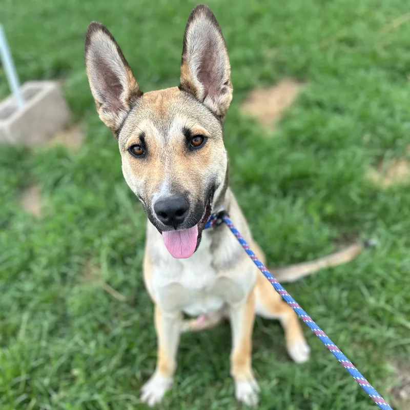 An adult medium-sized male Yellow / Tan / Blond / Fawn German Shepherd Dog dog named Mack for adoption in Trenton, MO