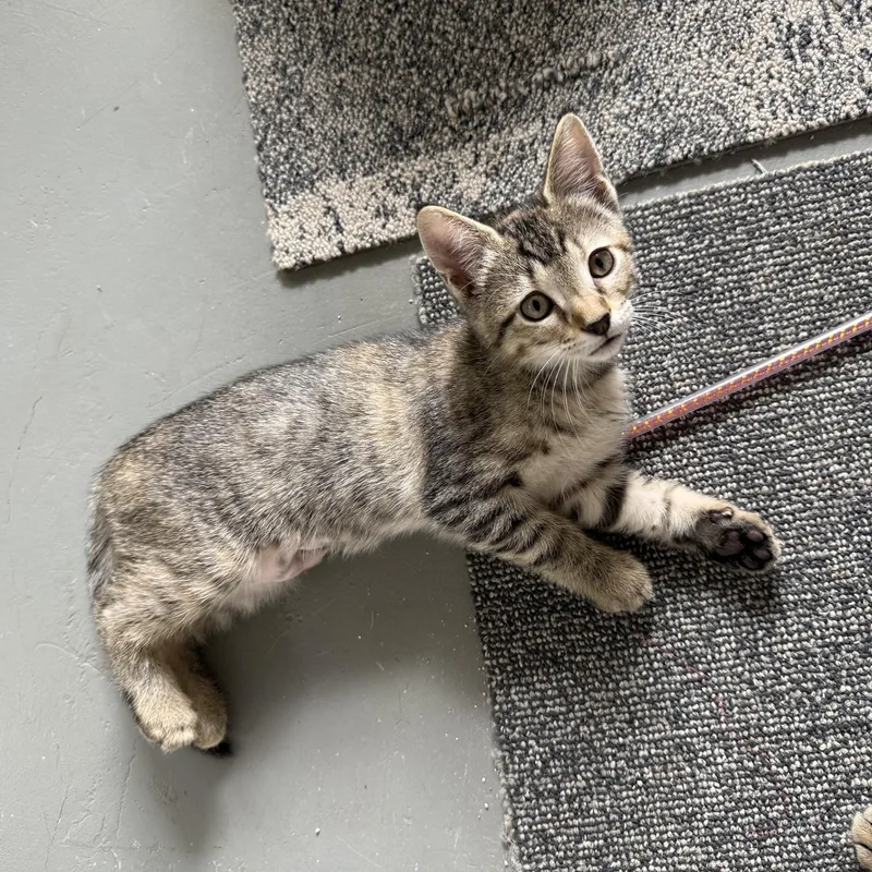 Penelope thumbnail 2