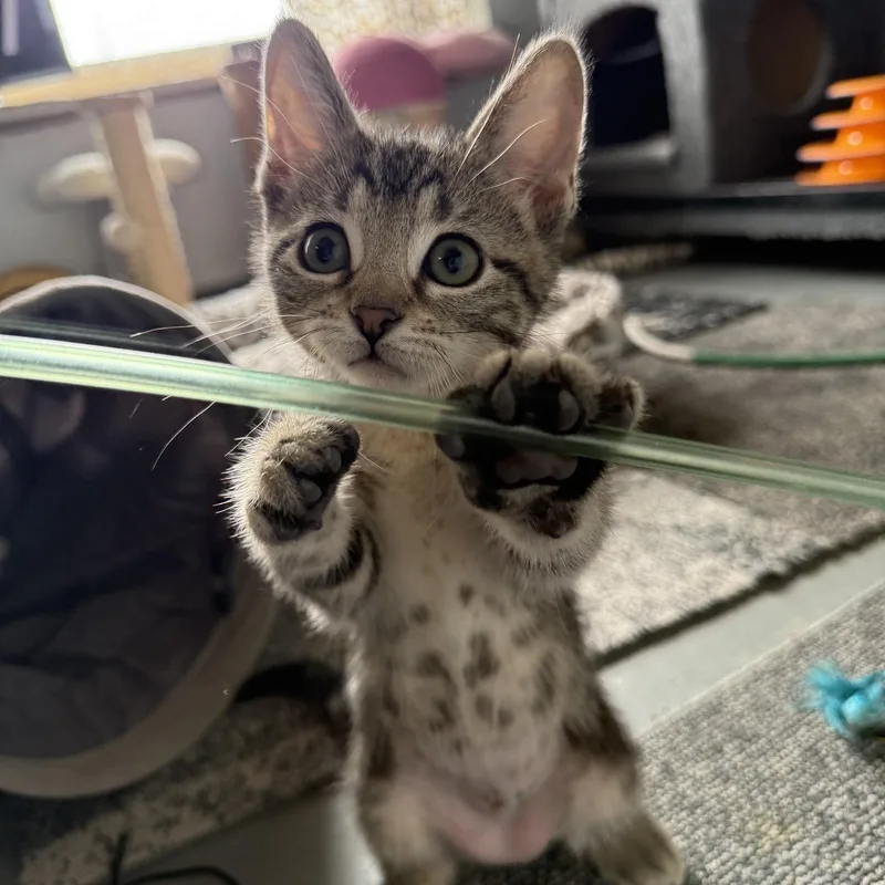 A baby medium-sized female Tabby (Brown / Chocolate) Domestic Short Hair cat named Penelope for adoption in Jefferson, LA
