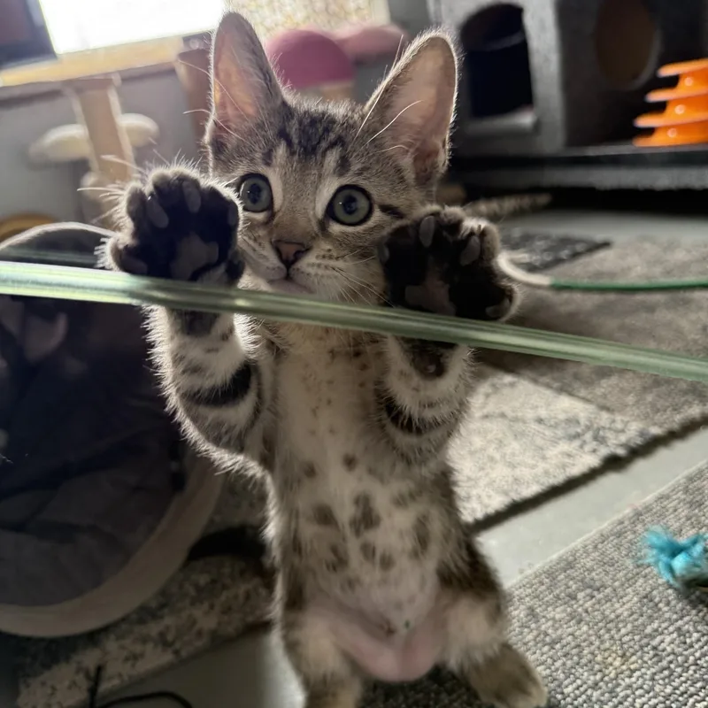 Penelope thumbnail 4