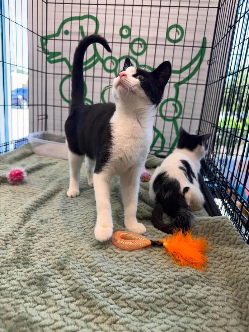 A baby small-sized female Black & White / Tuxedo Domestic Short Hair cat named Tippy for adoption in Wilmington, NC