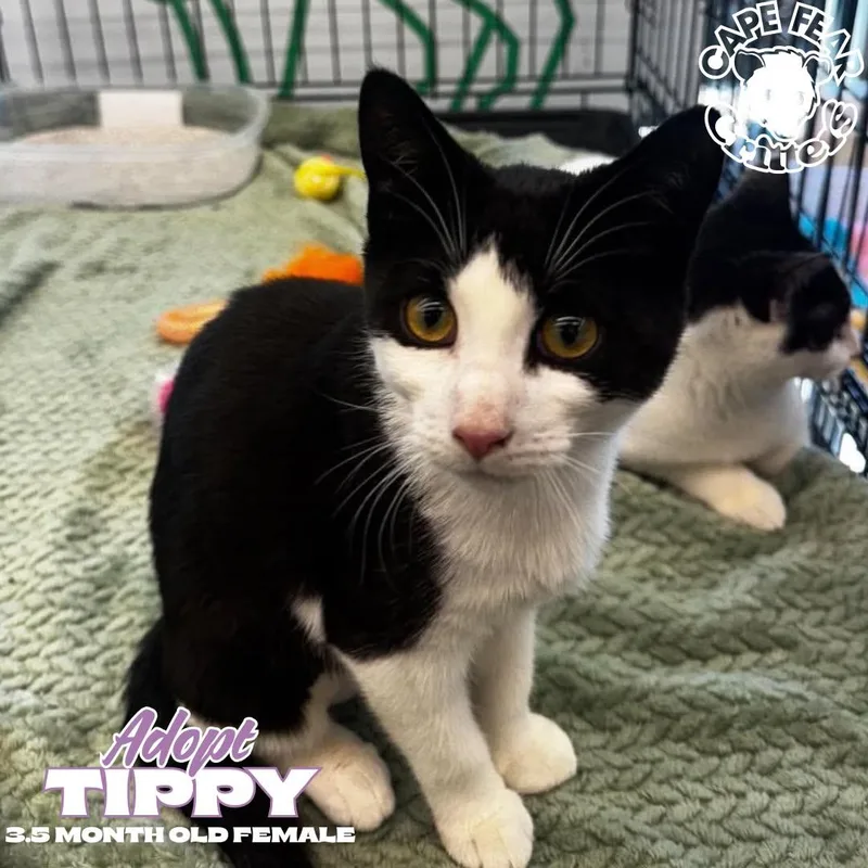 Tippy thumbnail 4