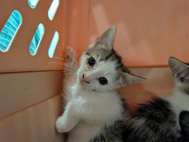A baby small-sized male Brown / Chocolate Domestic Short Hair cat named Bingo for adoption in Tavares, FL