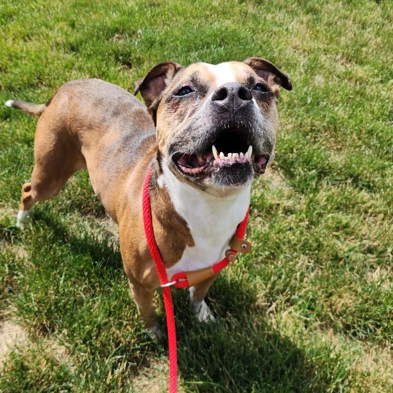 A senior medium-sized female Brown / Chocolate Boxer dog named Frannie for adoption in Fort Wayne, IN
