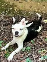 Domino