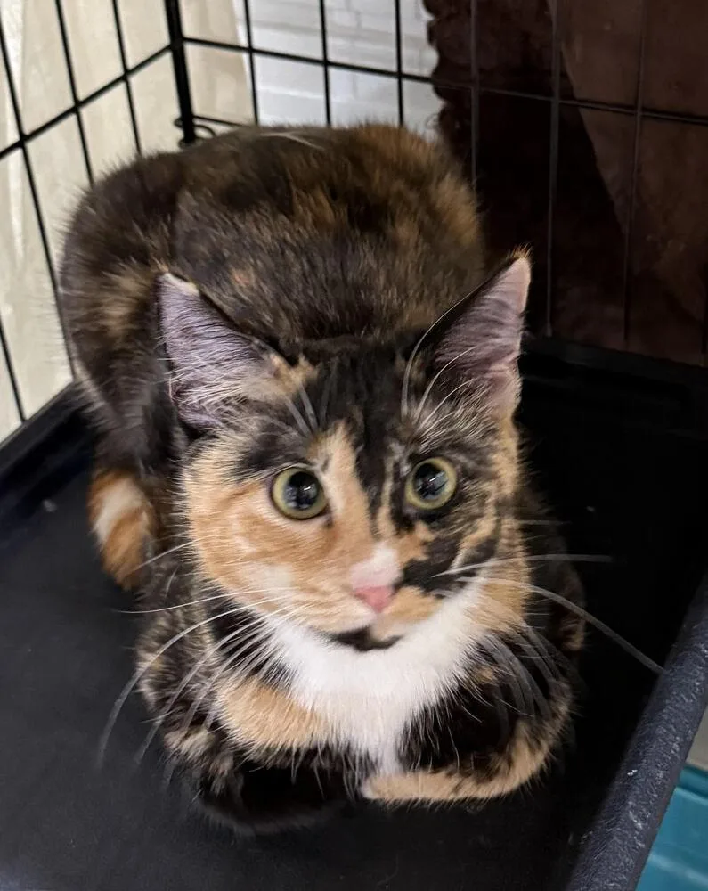 Elizabeth thumbnail 2