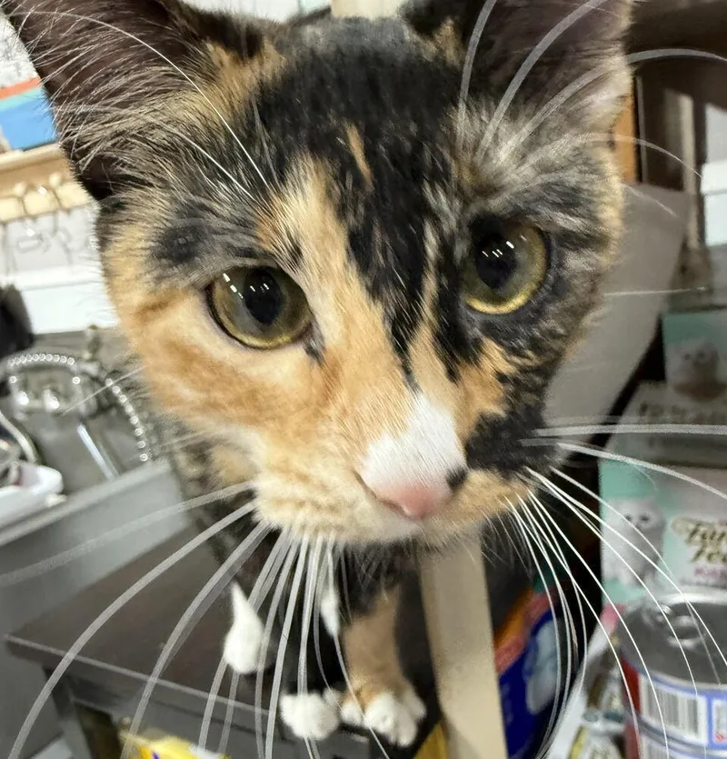 Elizabeth thumbnail 3