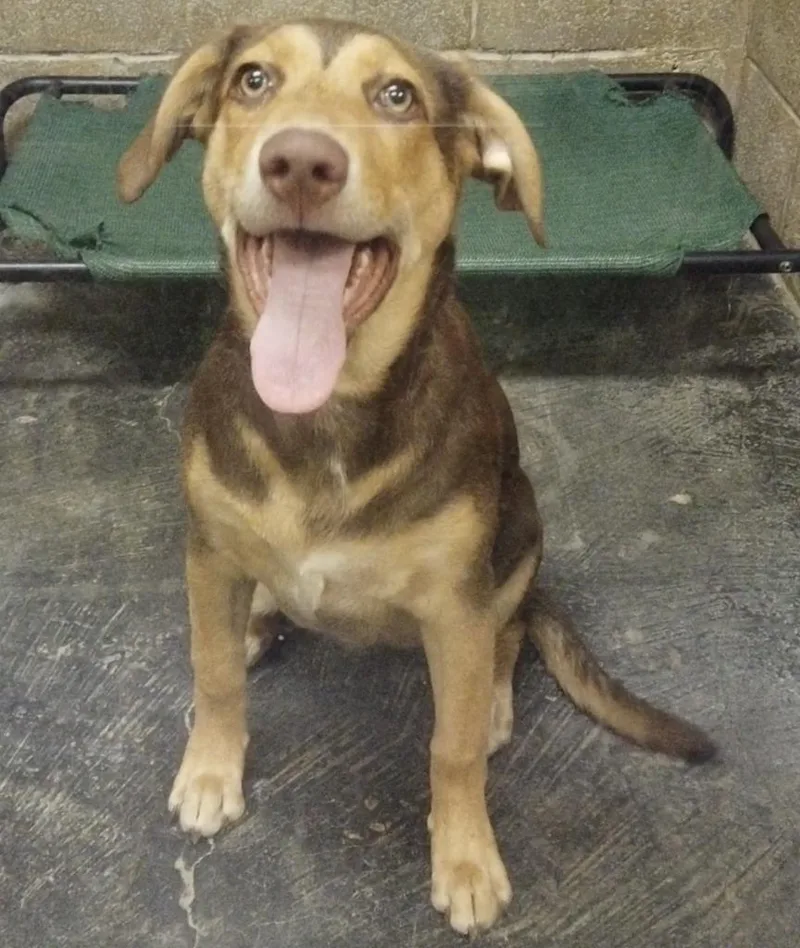 A young large-sized female Labrador Retriever dog named Rosie for adoption in Midland, TX