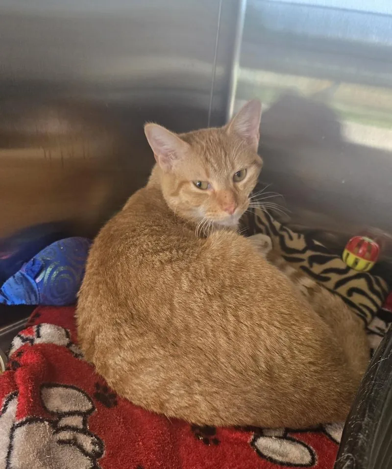 An adult large-sized male Tabby (Orange / Red) Domestic Short Hair cat named Jack for adoption in Dickson, TN
