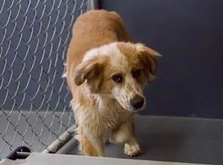 Freckles thumbnail 2