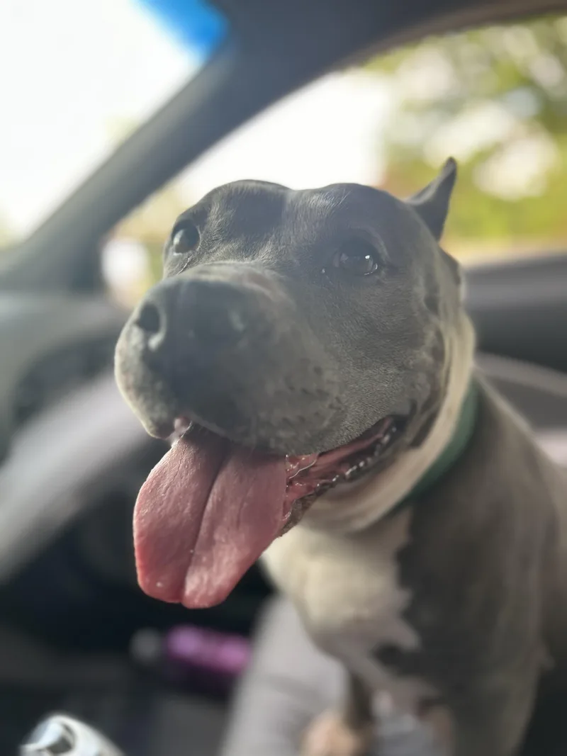 An adult large-sized female Gray / Blue / Silver Pit Bull Terrier dog named Jade for adoption in Scottsville, KY