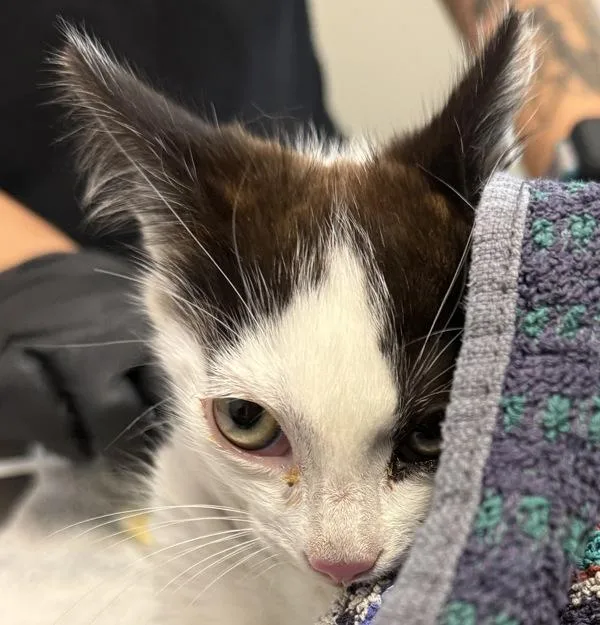 A baby small-sized female Domestic Short Hair cat named Sharon for adoption in San Diego, CA