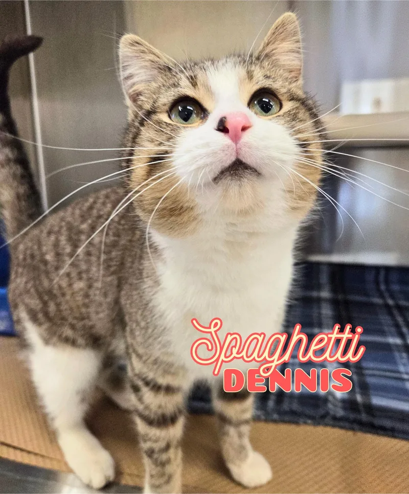 Spaghetti Dennis