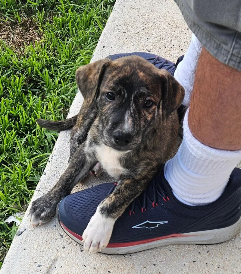 A baby medium-sized female Mixed Breed dog named Dotty for adoption in Toms River, NJ