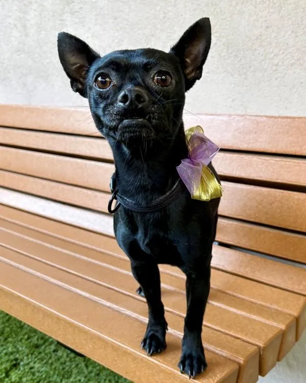 A young small-sized male Schipperke dog named Salem for adoption in Novato, CA