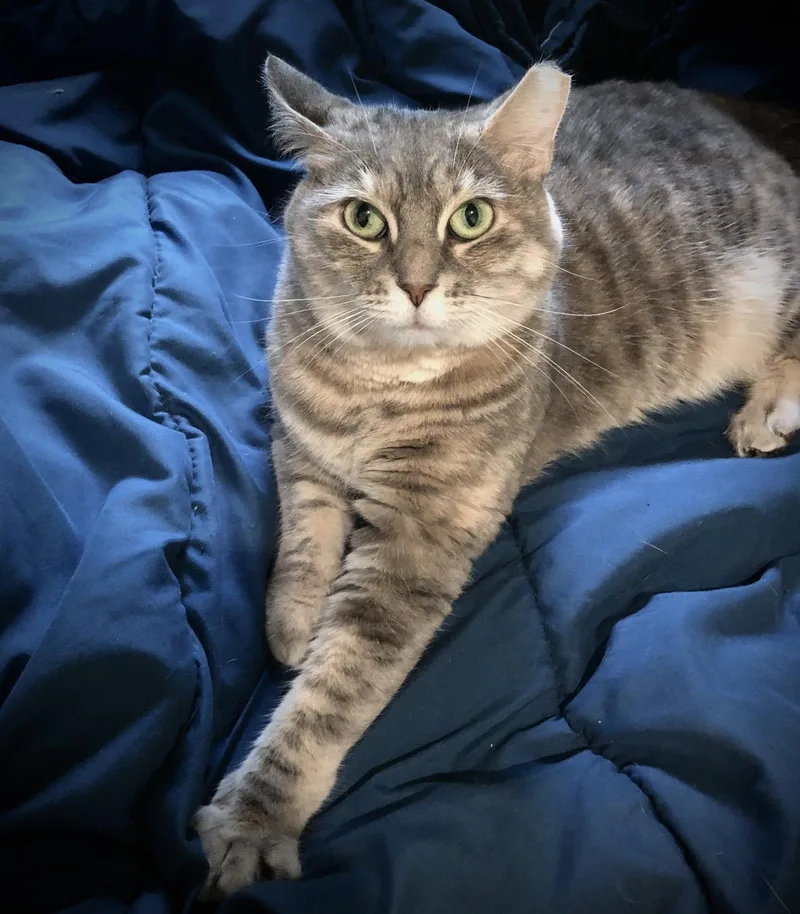 An adult medium-sized female Domestic Short Hair cat named Koko for adoption in Stewartsville, NJ