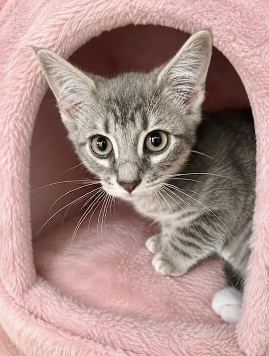 A young medium-sized female Gray & White Domestic Short Hair cat named Smokey for adoption in Englewood, FL