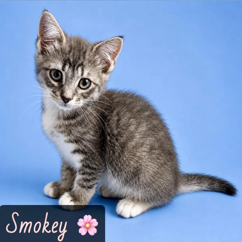 Smokey thumbnail 4