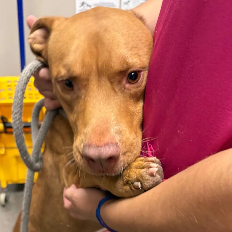 A young medium-sized male Yellow / Tan / Blond / Fawn Pit Bull Terrier dog named Viper for adoption in Yuma, AZ