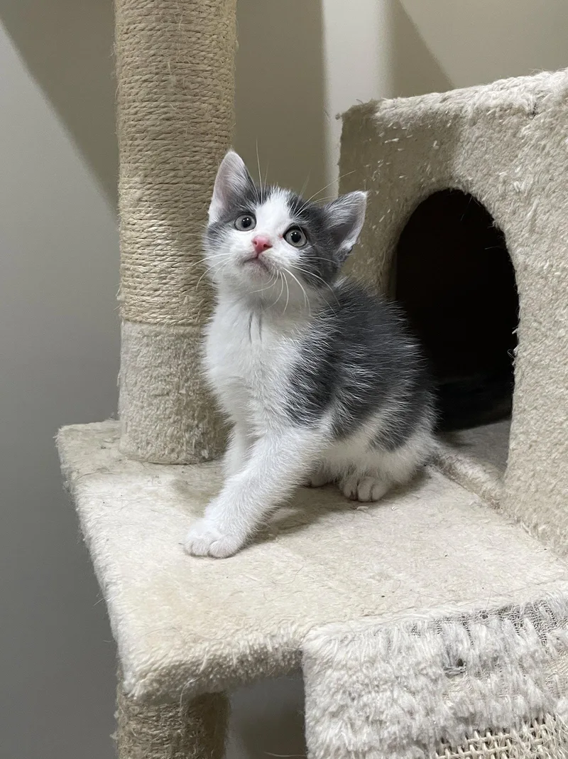 A baby medium-sized male Gray & White Domestic Short Hair cat named Jacob for adoption in Herndon, VA