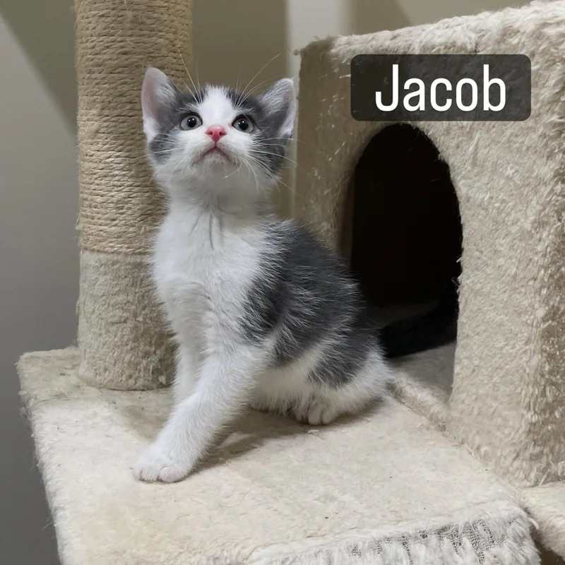 Jacob thumbnail 3
