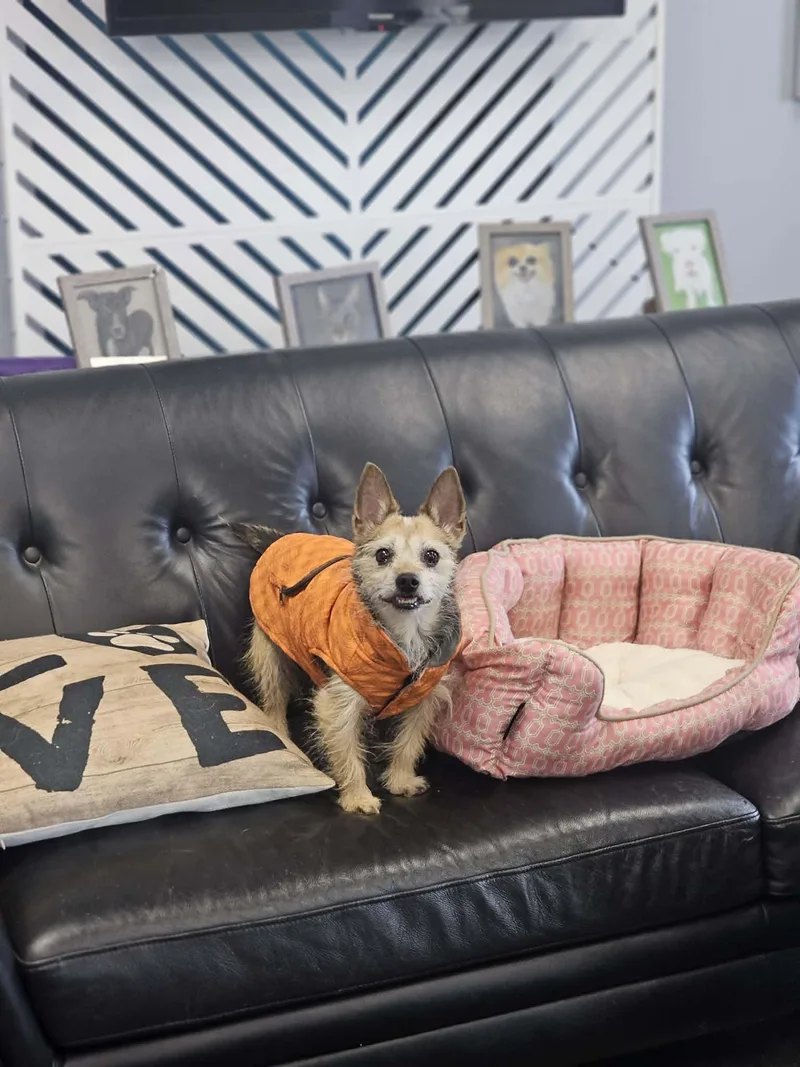 A senior small-sized male Yorkshire Terrier dog named Pancho for adoption in San Angelo , TX