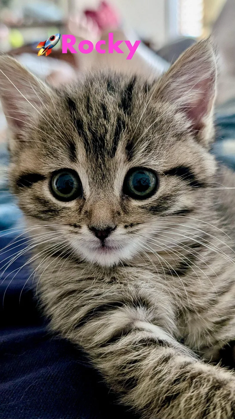 A baby medium-sized female Domestic Medium Hair cat named Rocky for adoption in Reston, VA
