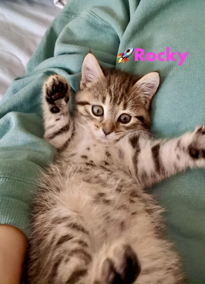 Rocky thumbnail 2