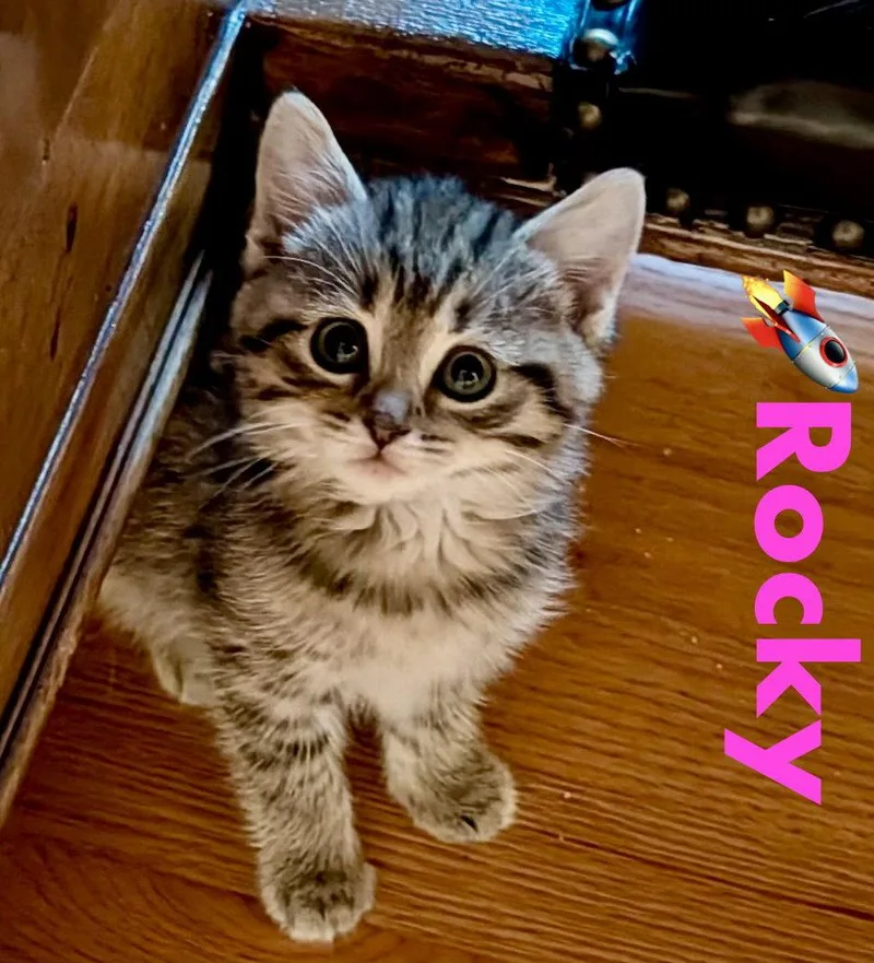 Rocky thumbnail 3