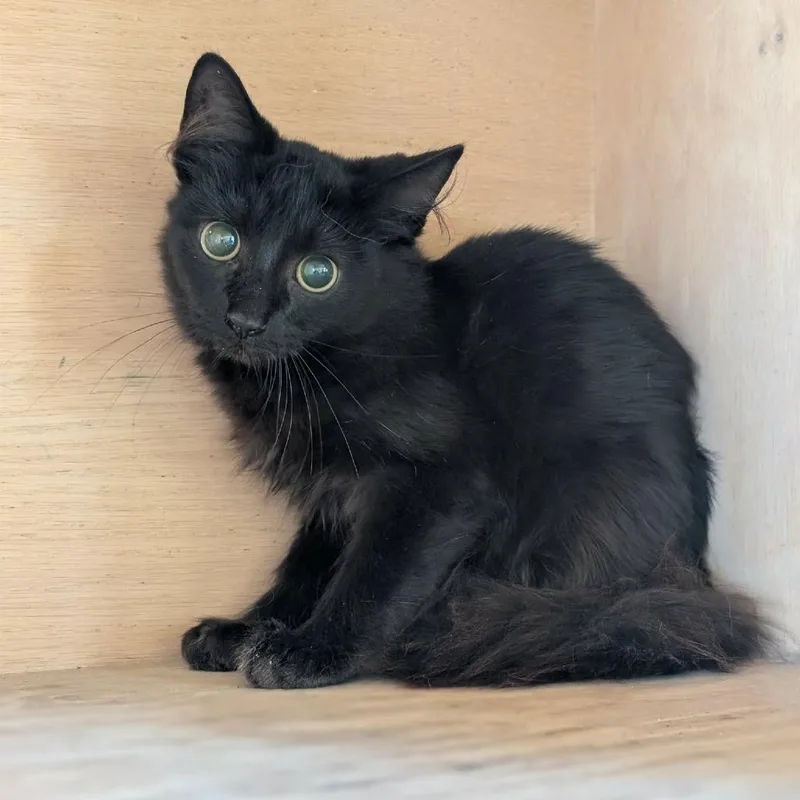 A baby small-sized male Black Domestic Medium Hair cat named Robin for adoption in Fredericksburg, TX