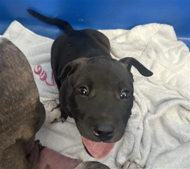 A baby medium-sized male Mixed Breed dog named Boston for adoption in Dallas, TX