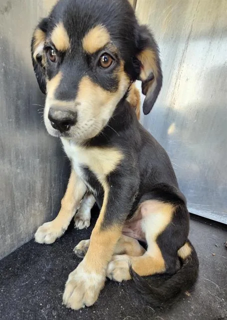 A baby small-sized female Shepherd dog named Rosie for adoption in San Antonio, TX