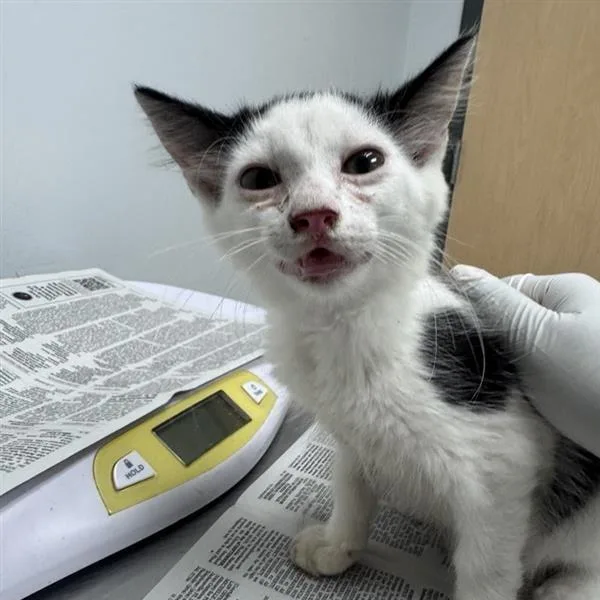 A baby small-sized male White Domestic Short Hair cat named Jammy for adoption in Jacksonville, FL