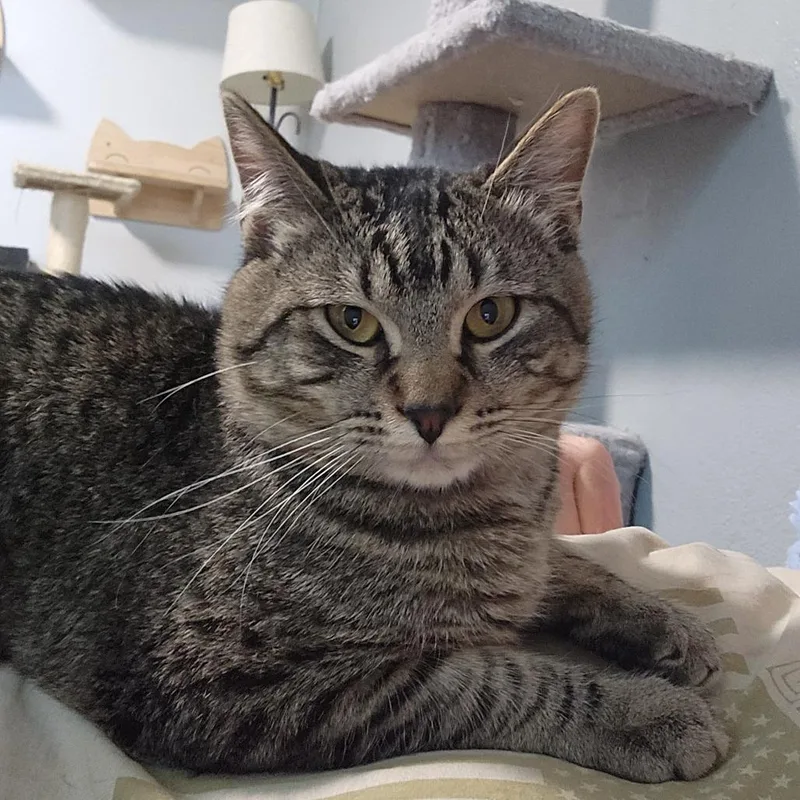 A young small-sized male Brown / Chocolate Domestic Short Hair cat named Orko for adoption in Layton, UT