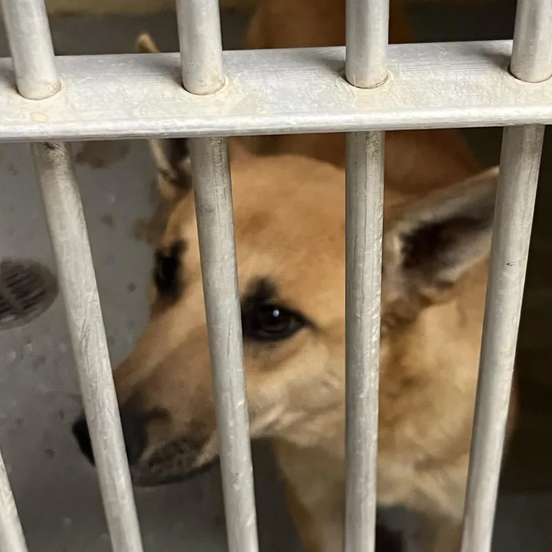 A young medium-sized female Yellow / Tan / Blond / Fawn Mixed Breed dog named Stella for adoption in Douglas, AZ