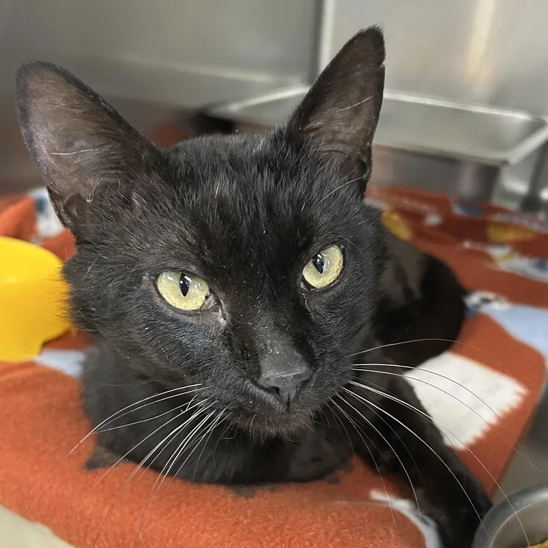 An adult medium-sized male Black Domestic Short Hair cat named Moses for adoption in Henderson, KY