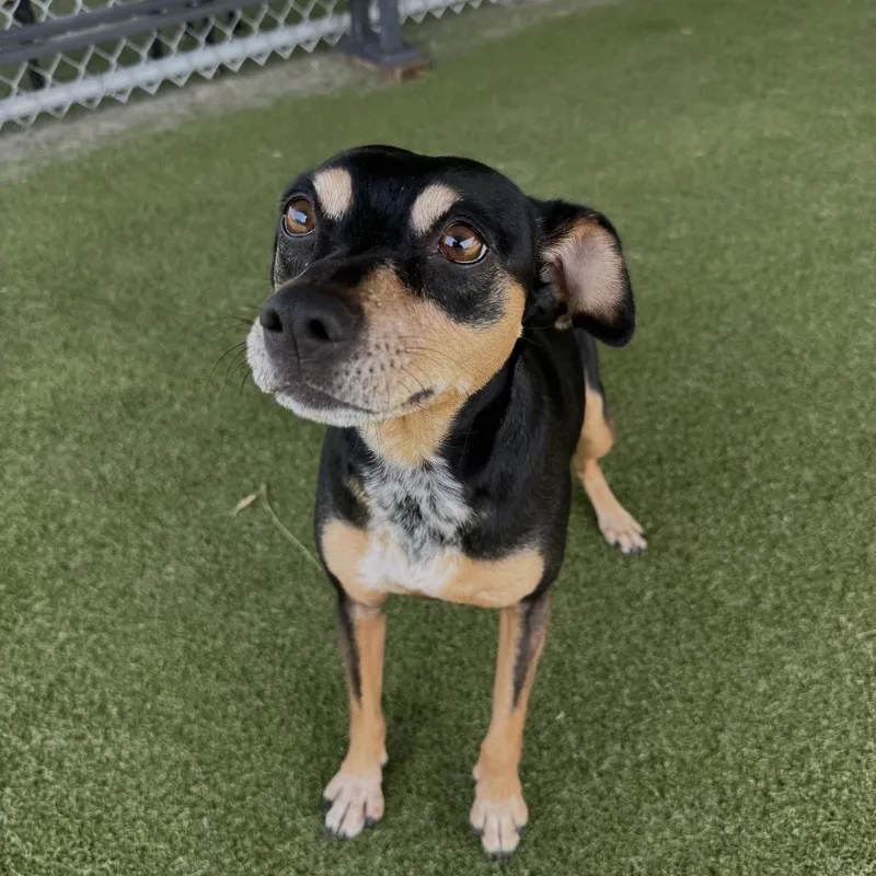 An adult small-sized female Black Miniature Pinscher dog named Java Cappa for adoption in Terre Haute, IN