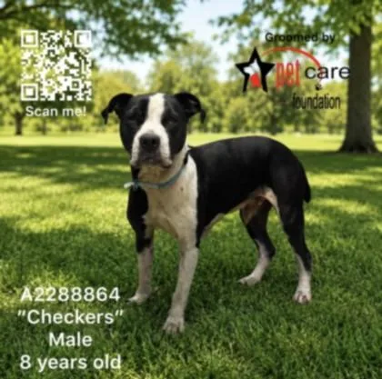 An adult large-sized male Pit Bull Terrier dog named Checkers for adoption in Los Angeles, CA