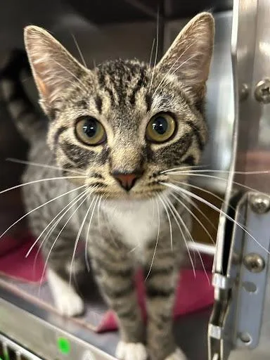 A baby small-sized female Domestic Short Hair cat named Babe for adoption in Lunenburg, MA