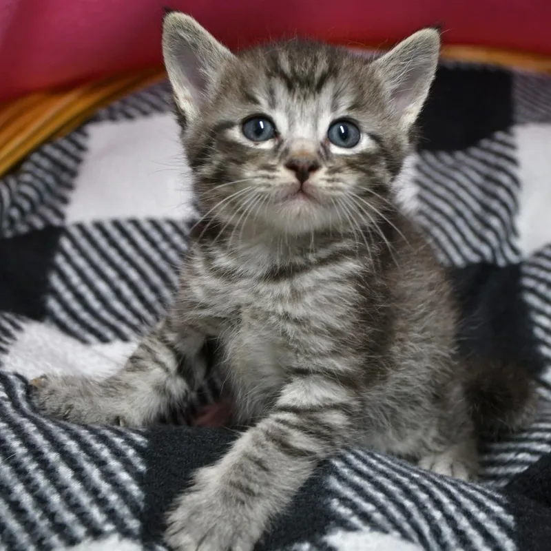 A baby small-sized male Gray / Blue / Silver Domestic Short Hair cat named Creme Brulee for adoption in Beaumont, TX