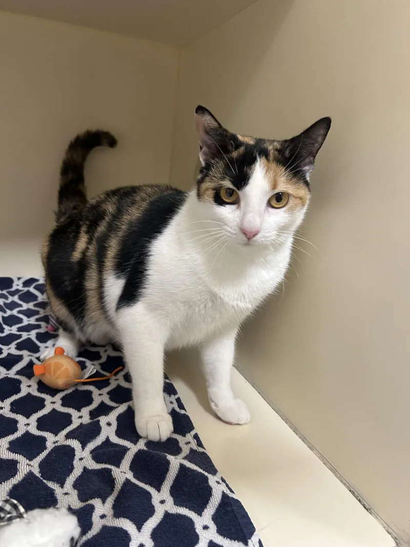 An adult medium-sized female Domestic Short Hair cat named Ellie for adoption in Lancaster, PA