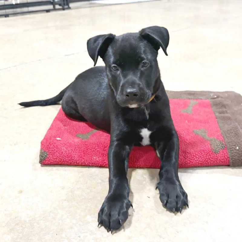 A baby medium-sized male Black German Shepherd Dog dog named Jimi for adoption in Flower Mound, TX