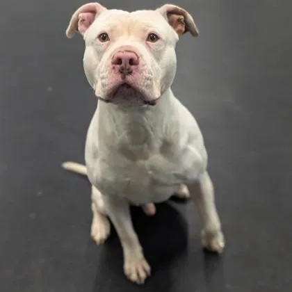 A young large-sized male White / Cream Pit Bull Terrier dog named Cash for adoption in Vienna, OH